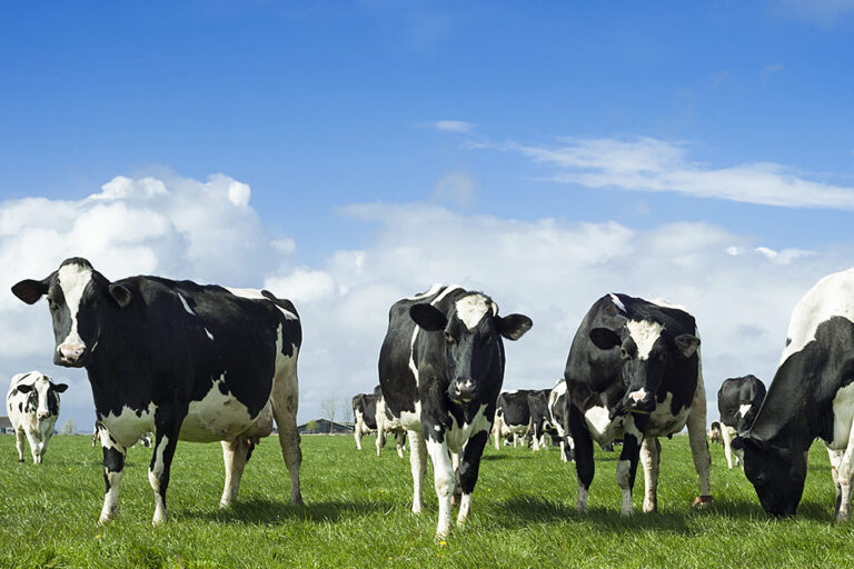 sa-holstein-kle-gallery-1